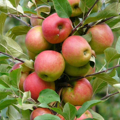 蘋果基地 蘋果基地